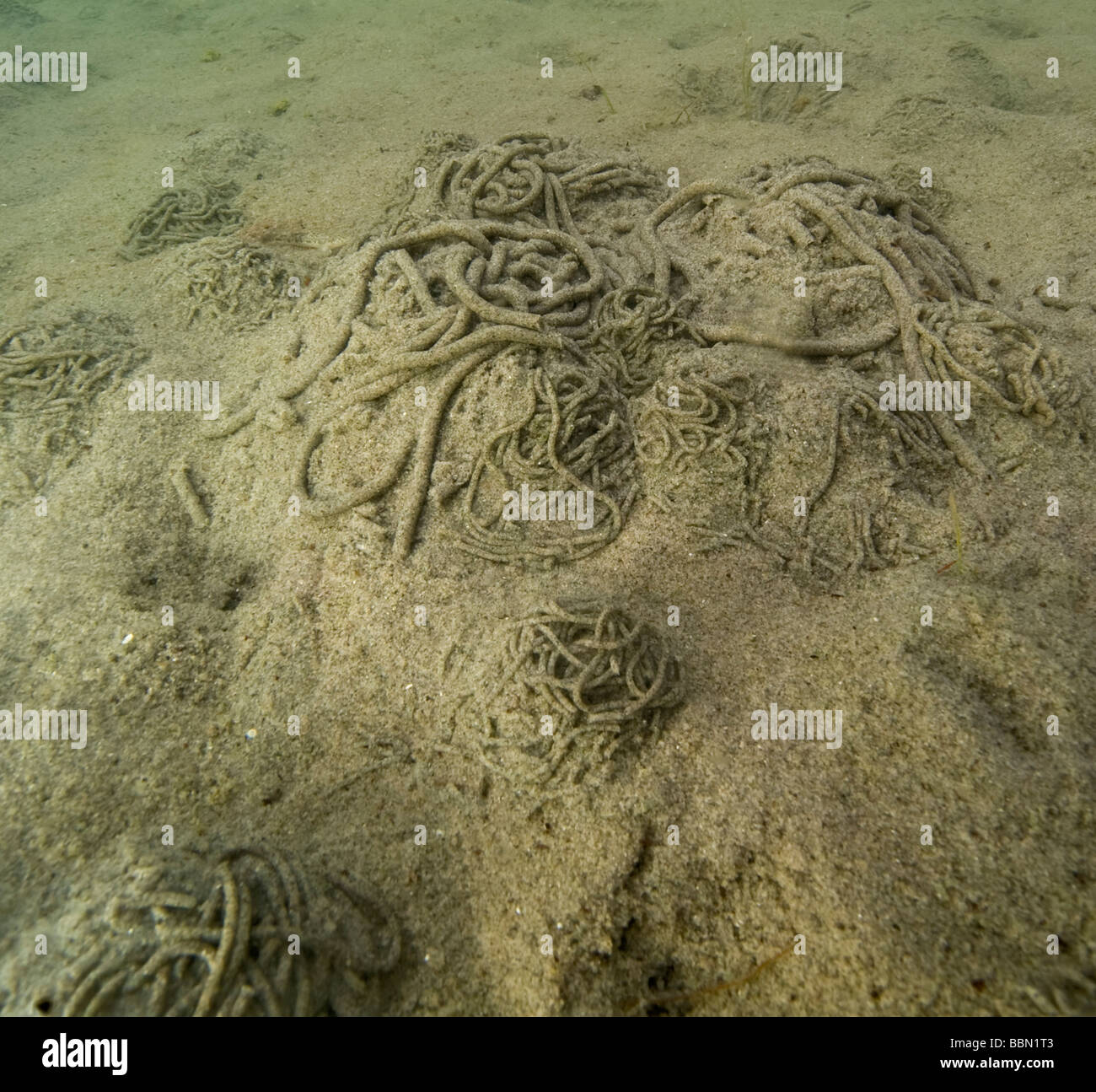 lungworm casts underwater, Sweden Stock Photo
