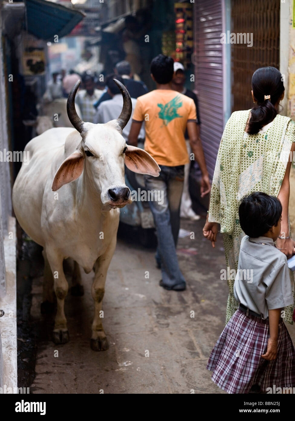 Varanasi,India;A horned brahman cow,the most sacred of all the cows,in