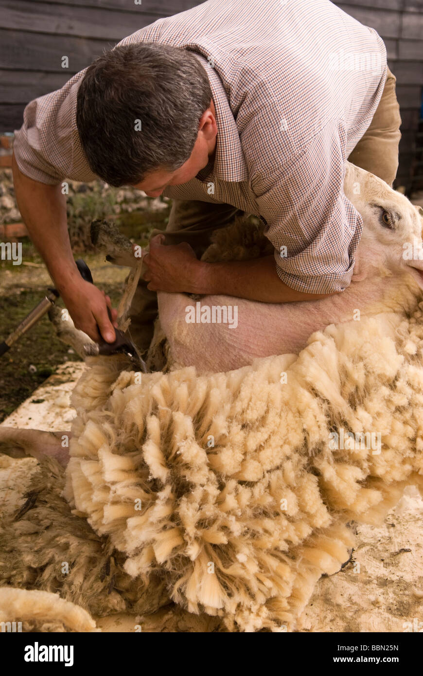Demonstration of sheep shearing at a farm open day, Cheriton, Hampshire