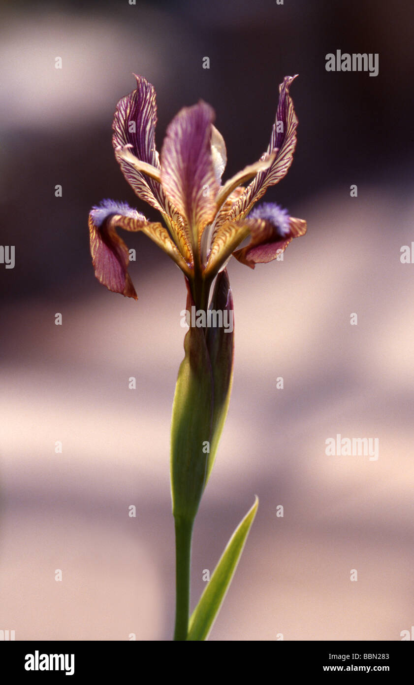 Iris, Iridaceae Stock Photo