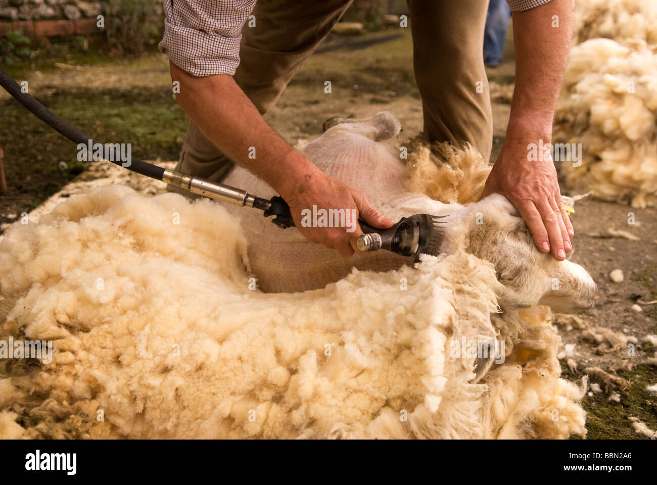 Demonstration of sheep shearing at a farm open day, Cheriton, Hampshire