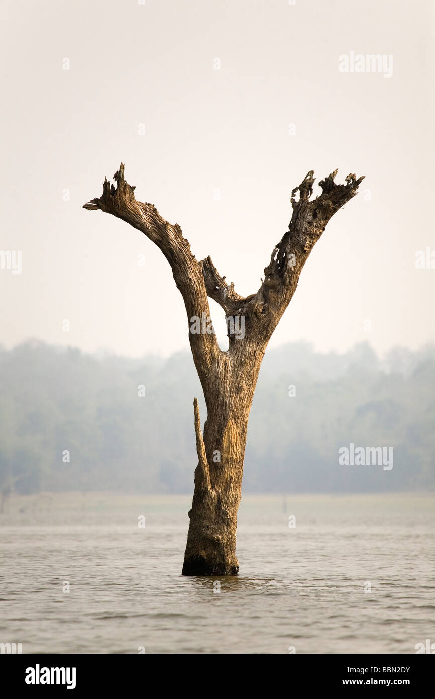 A Y shaped stump of a tree stands in the Kabini backwaters of Karnataka, India. The Kabini river was dammed for irrigation. Stock Photo