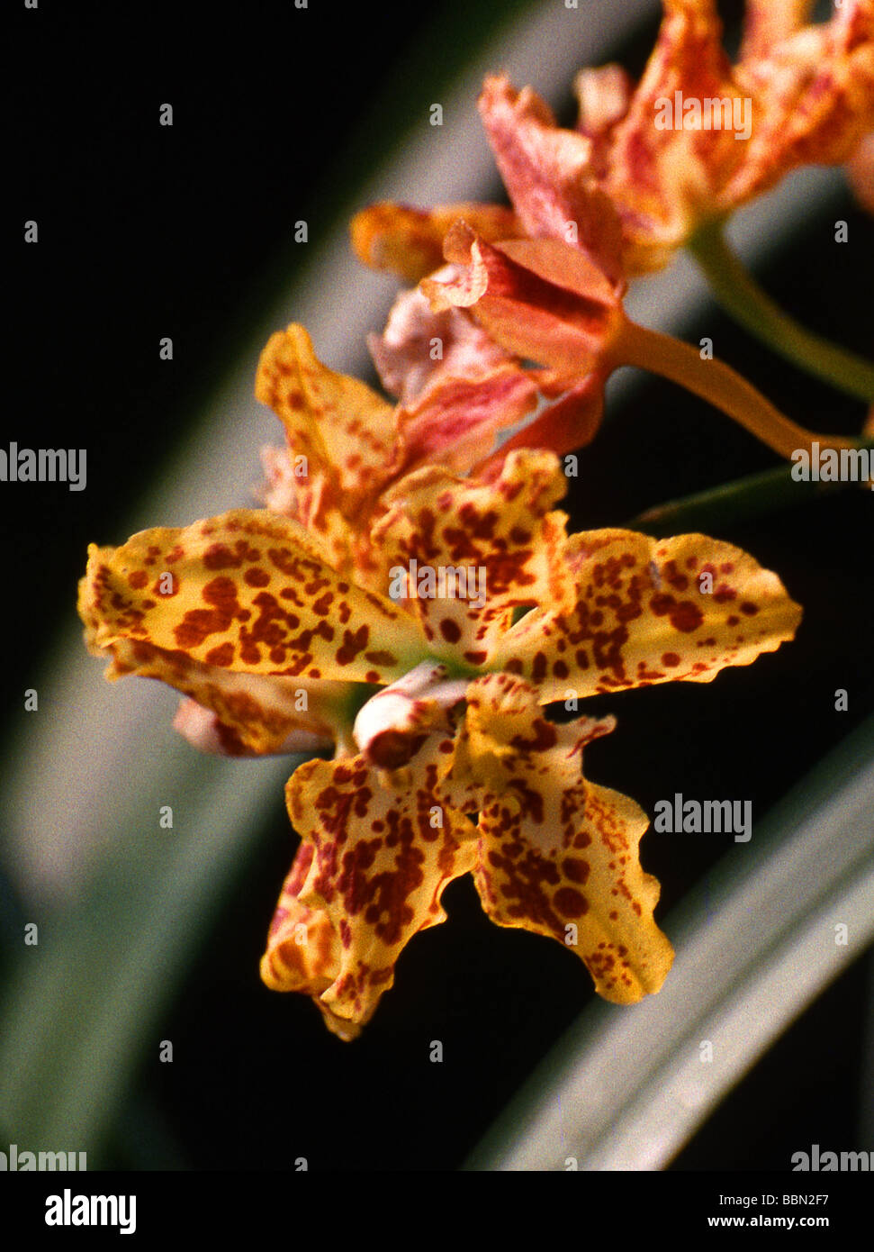 Tiger Orchid, Hybrid Odontocidium 'Hansueli Isler', Odontoglossum Burkhard Holm x Oncidium Tiger Hambuhren Stock Photo