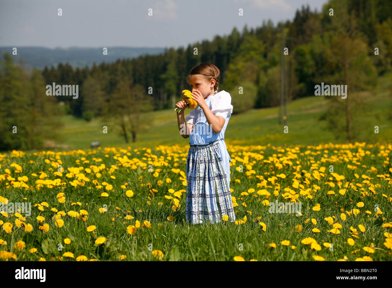 Child in a dandelion meadow Stock Photo