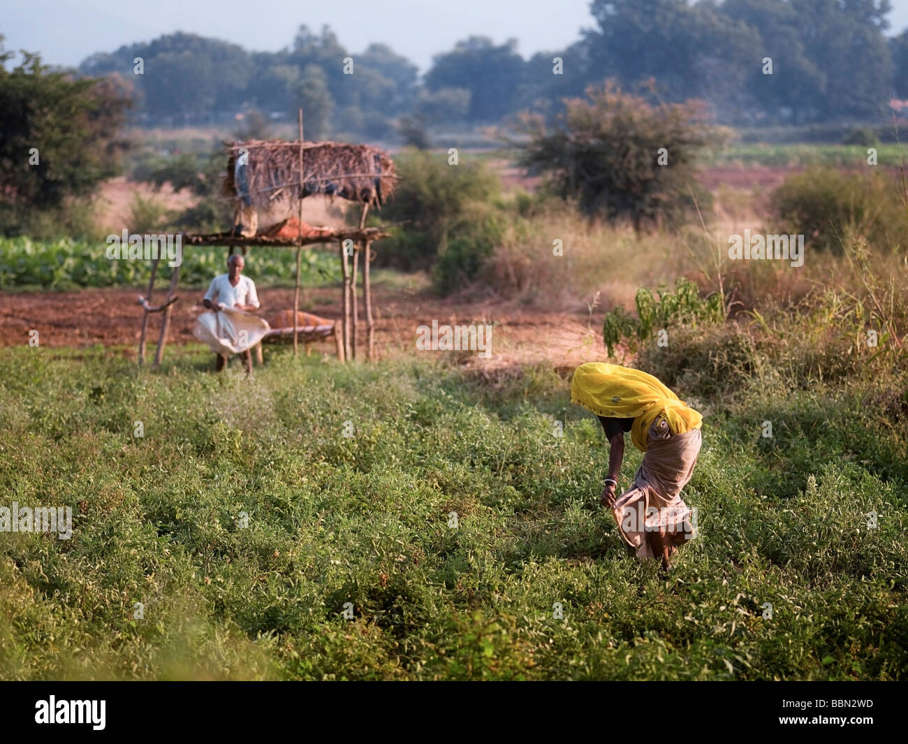 Rajasthan,India;Farming in Aravalli Hills Stock Photo Alamy