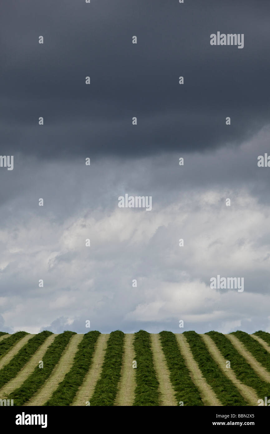 Freshly mown pasture field with stormy sky above Stock Photo