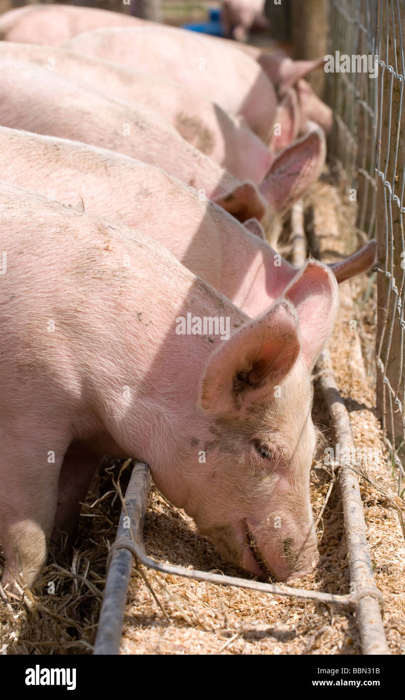 Farm pigs trough uk hires stock photography and images Alamy