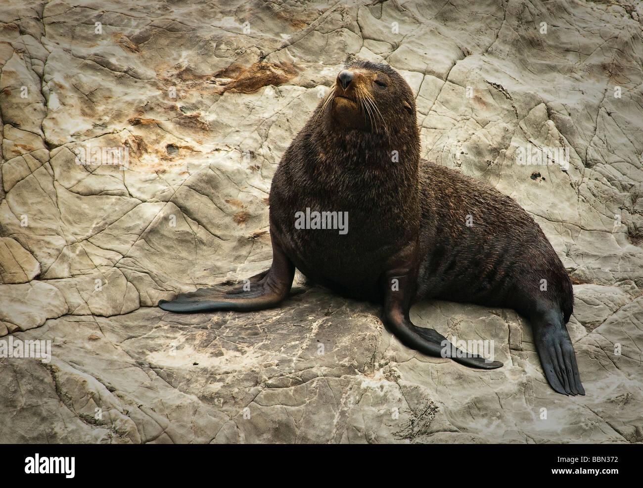 Fur Seal Kaikoura New Zealand Stock Photo Alamy