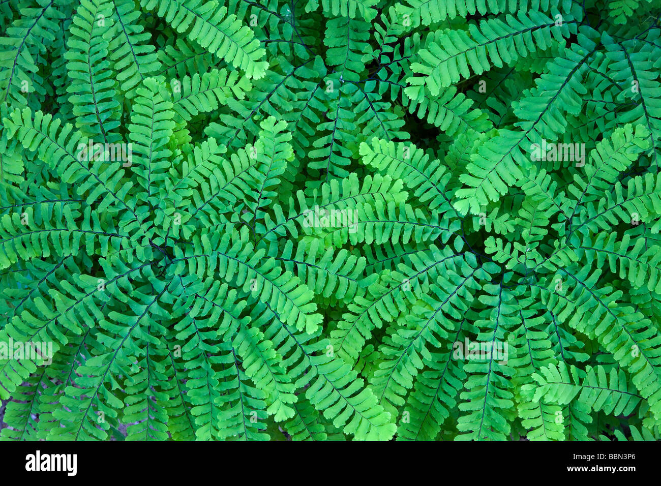 northern maidenhair fern (Adiantum pedatum), Hitchcock Nature Area, Pottawattamie County, Iowa Stock Photo