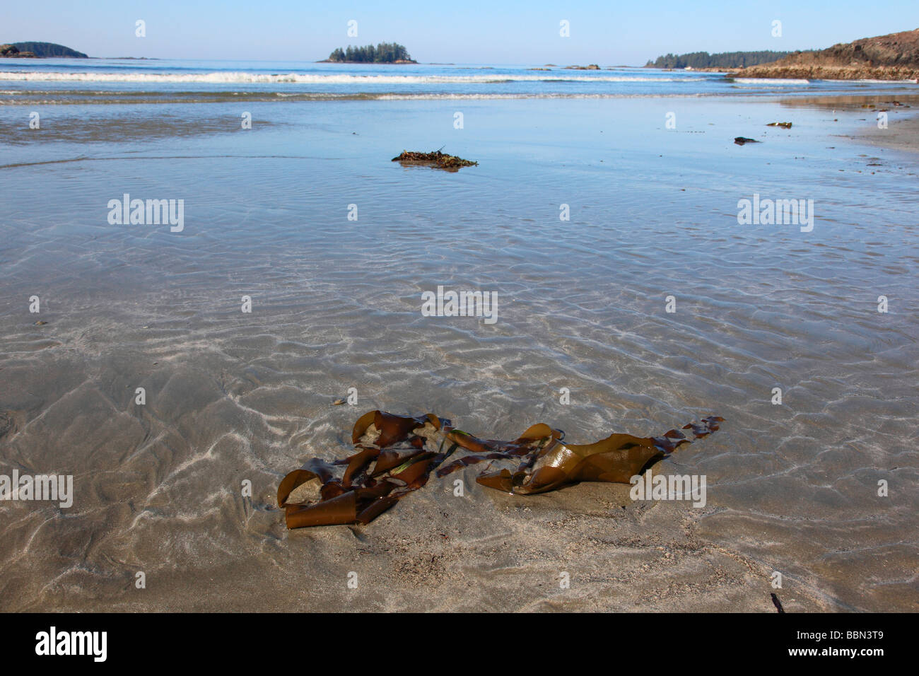 sea kelp on beach Stock Photo