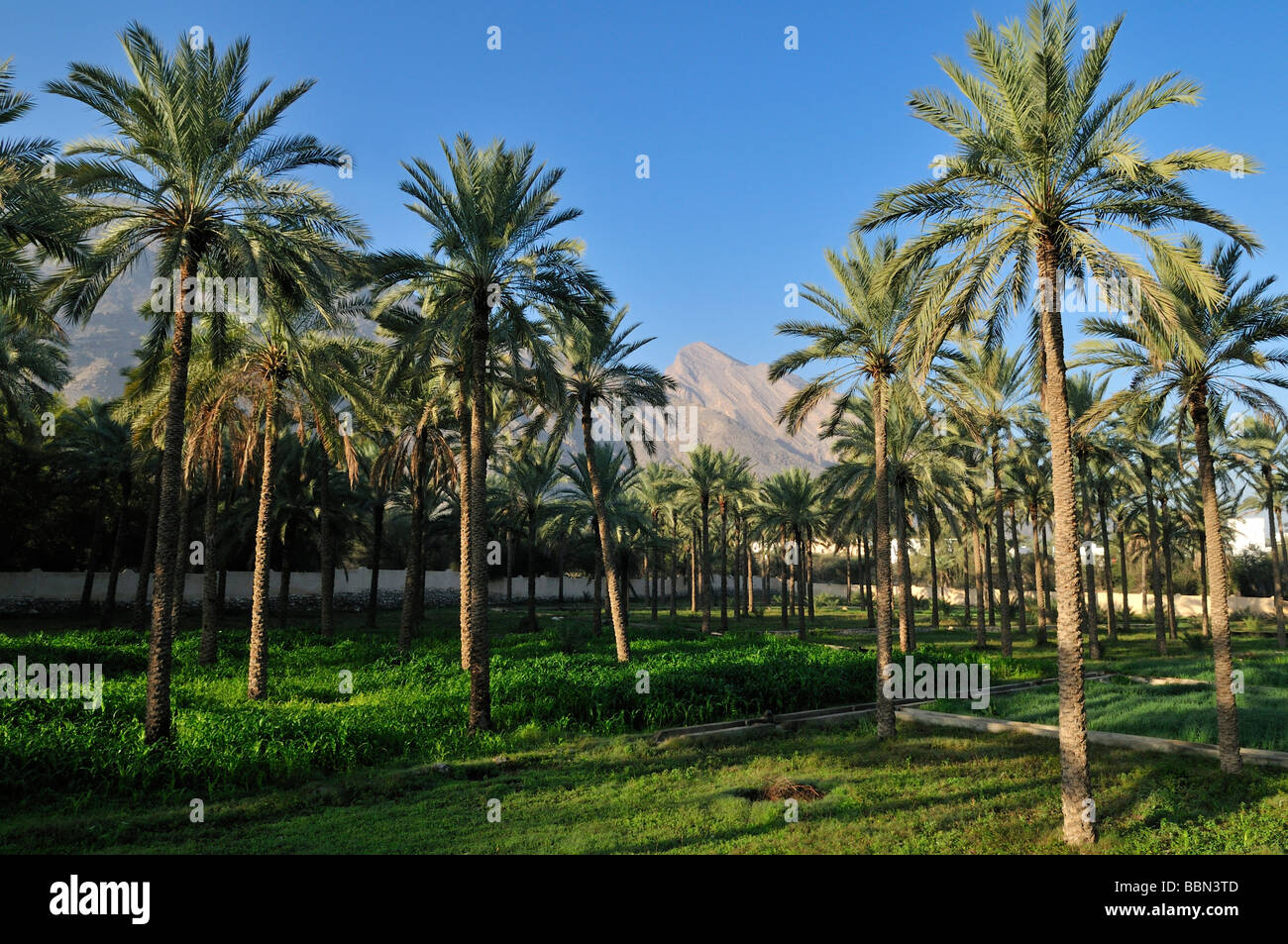 Date palm garden, oasis at Rustaq, Hajar al Gharbi Mountains, Batinah Region, Sultanate of Oman, Arabia, Middle East Stock Photo