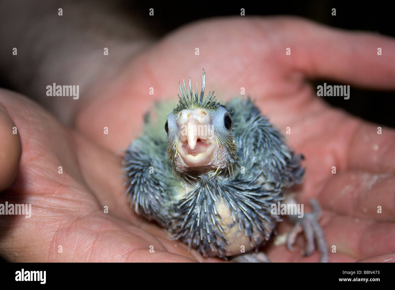 cute fluffy birds