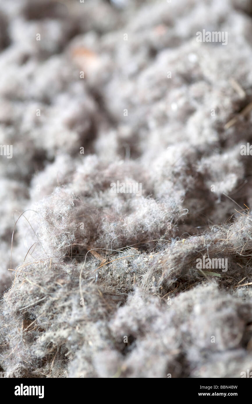 House dust from vacuum cleaner bag Stock Photo - Alamy