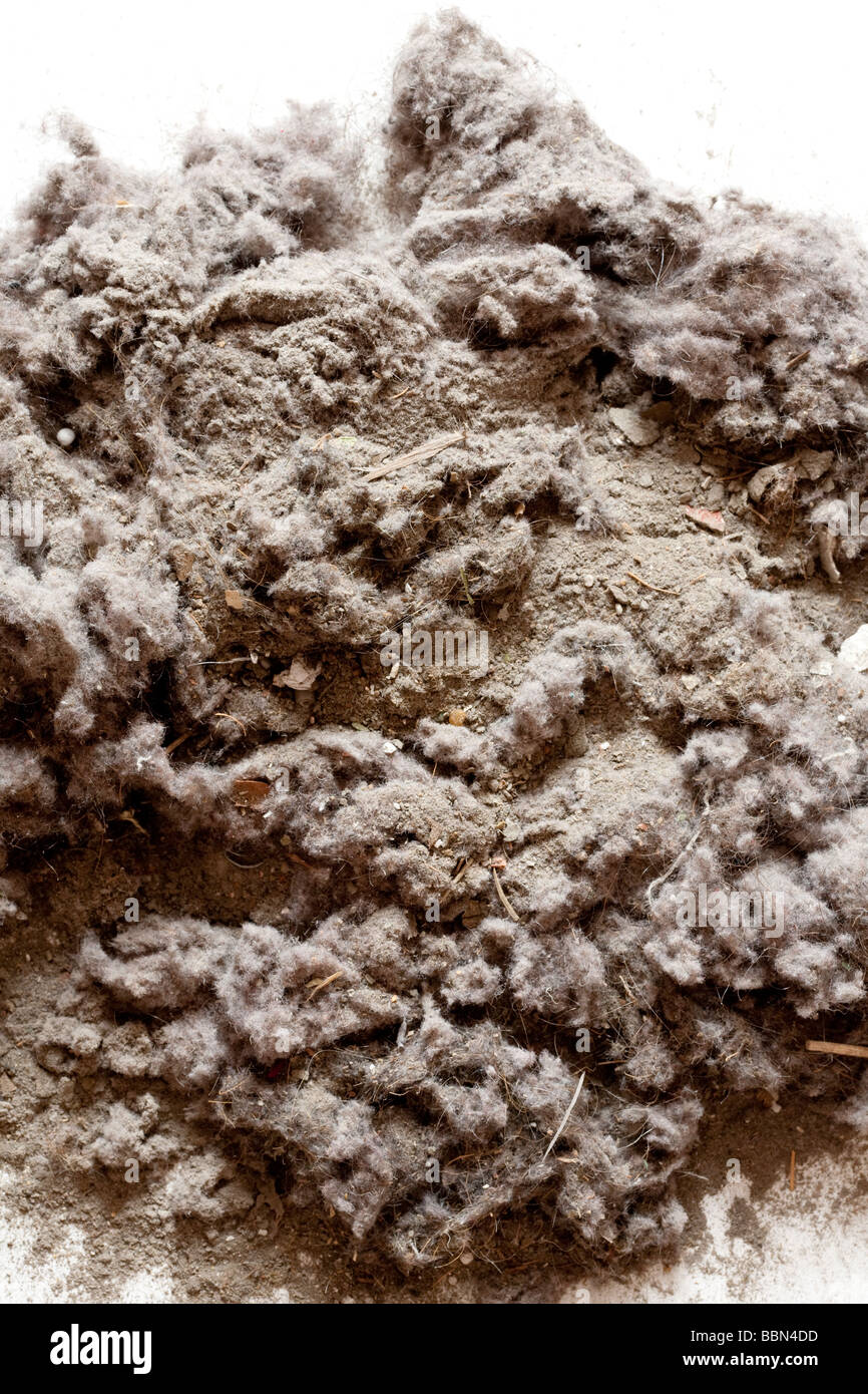 House Dust From Vacuum Cleaner Bag Stock Photo Alamy House Dust From Vacuum Cleaner Bag Stock Photo Alamy