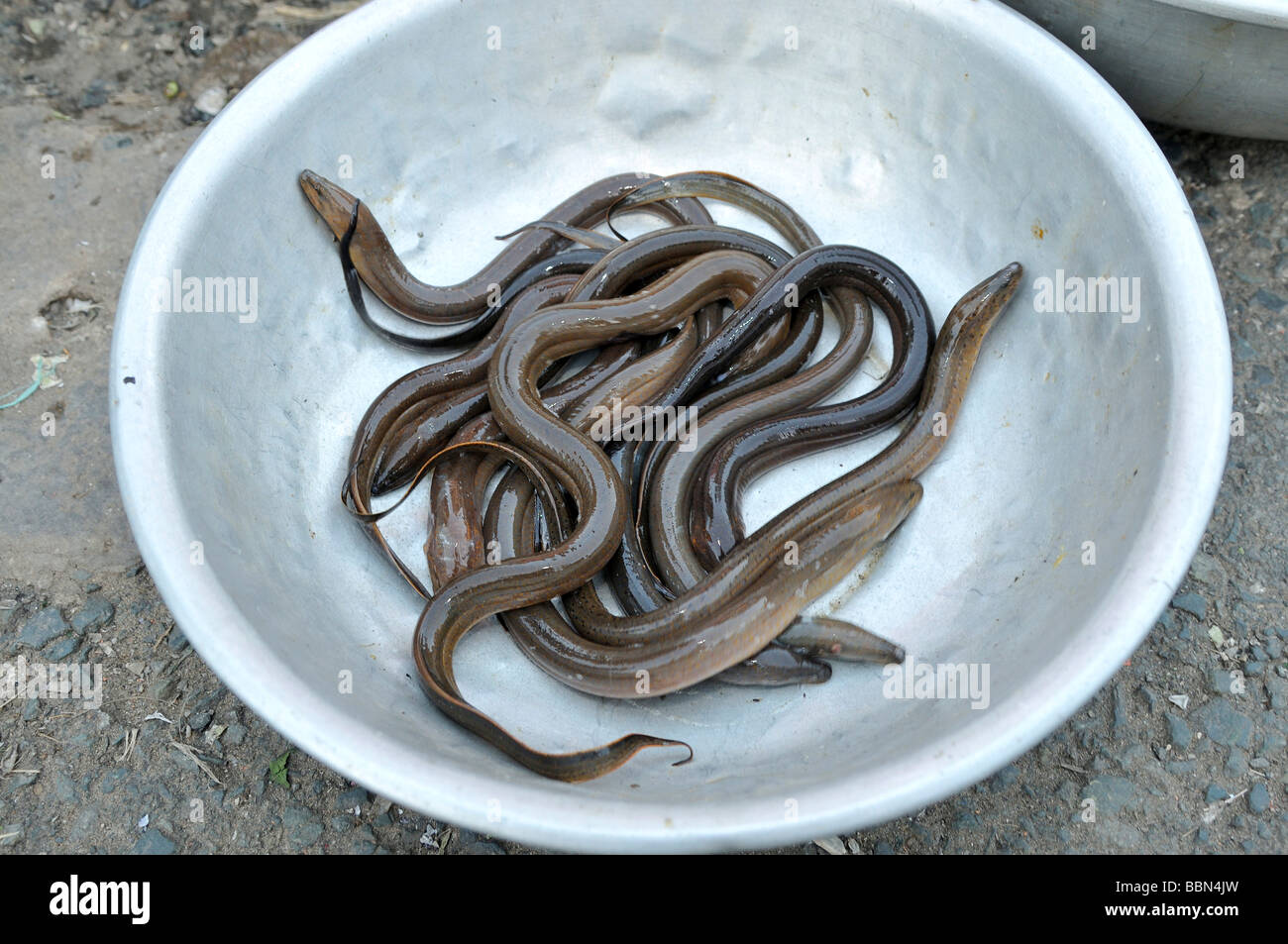 Living eels wriggle in an aluminum bowl, fish market, Mekong Delta