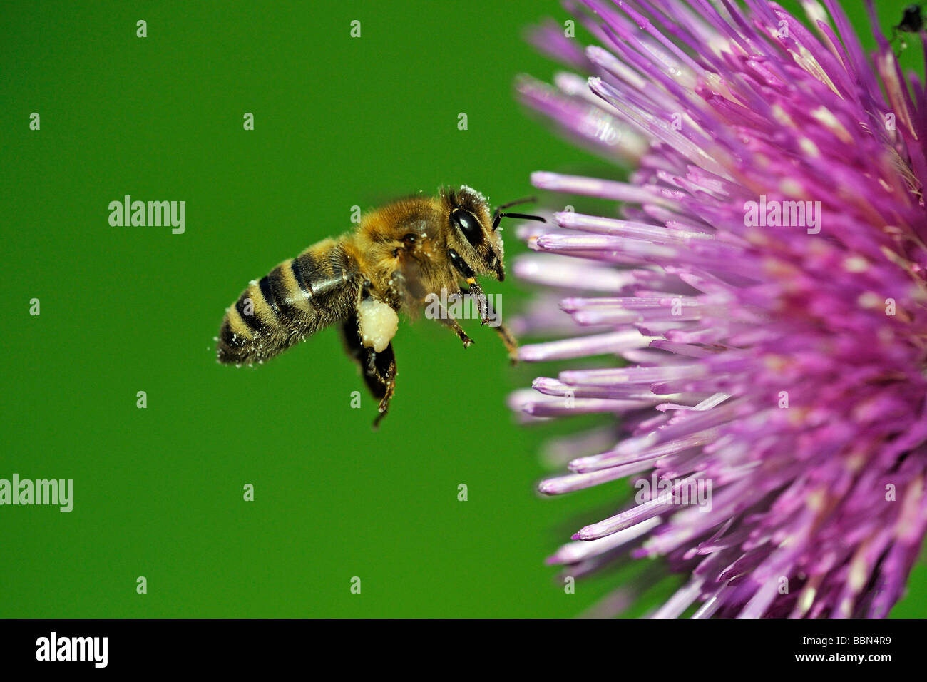 Honey bee (Apis mellifera), in flight, at Waldstein thistle (Cirsium waldsteinii) Stock Photo