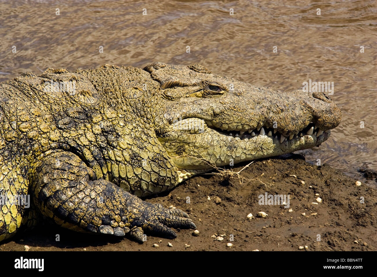 Crocodile Leg Hi-res Stock Photography And Images - Alamy