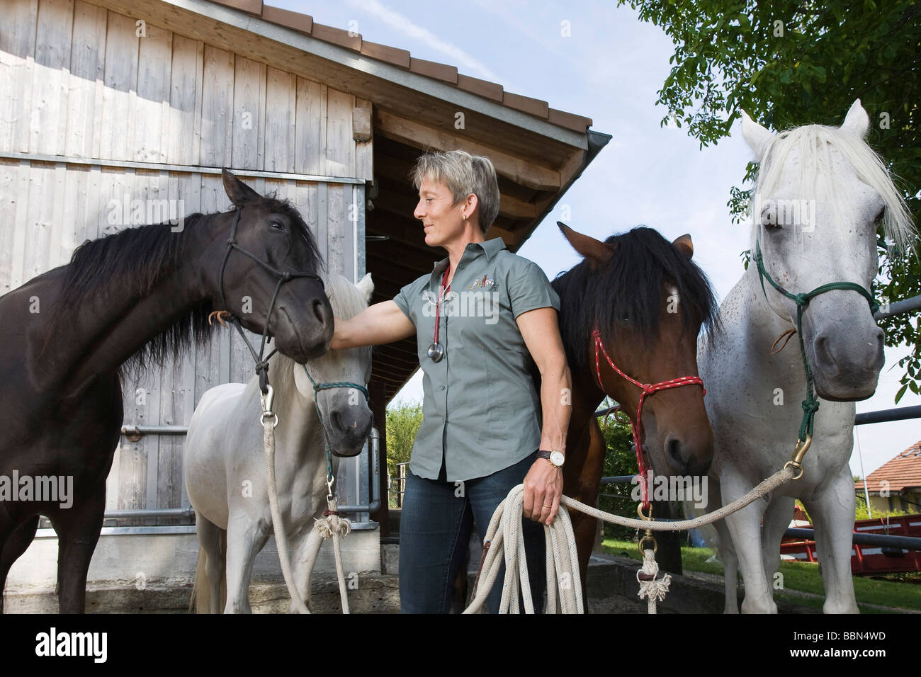 Veterinarian specialising in large animals with her four horses, Steinmaur, Zurich, Switzerland, Europe Stock Photo