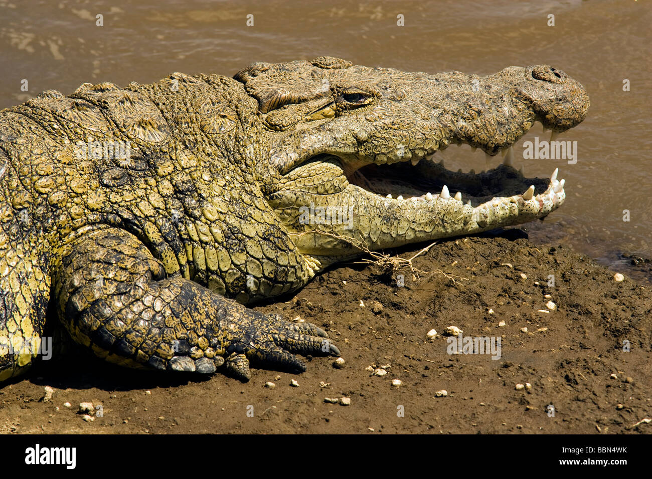 Close-up of Nile Crocodile - Masai Mara National Reserve - Kenya Stock ...