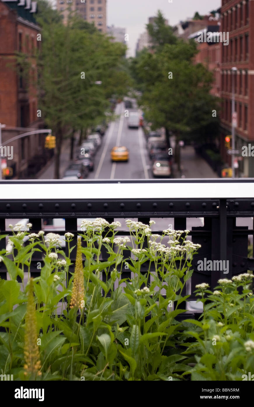 Wildflowers and a view of West 20th street at the High Line Park in New York City, USA. © Craig M. Eisenberg Stock Photo