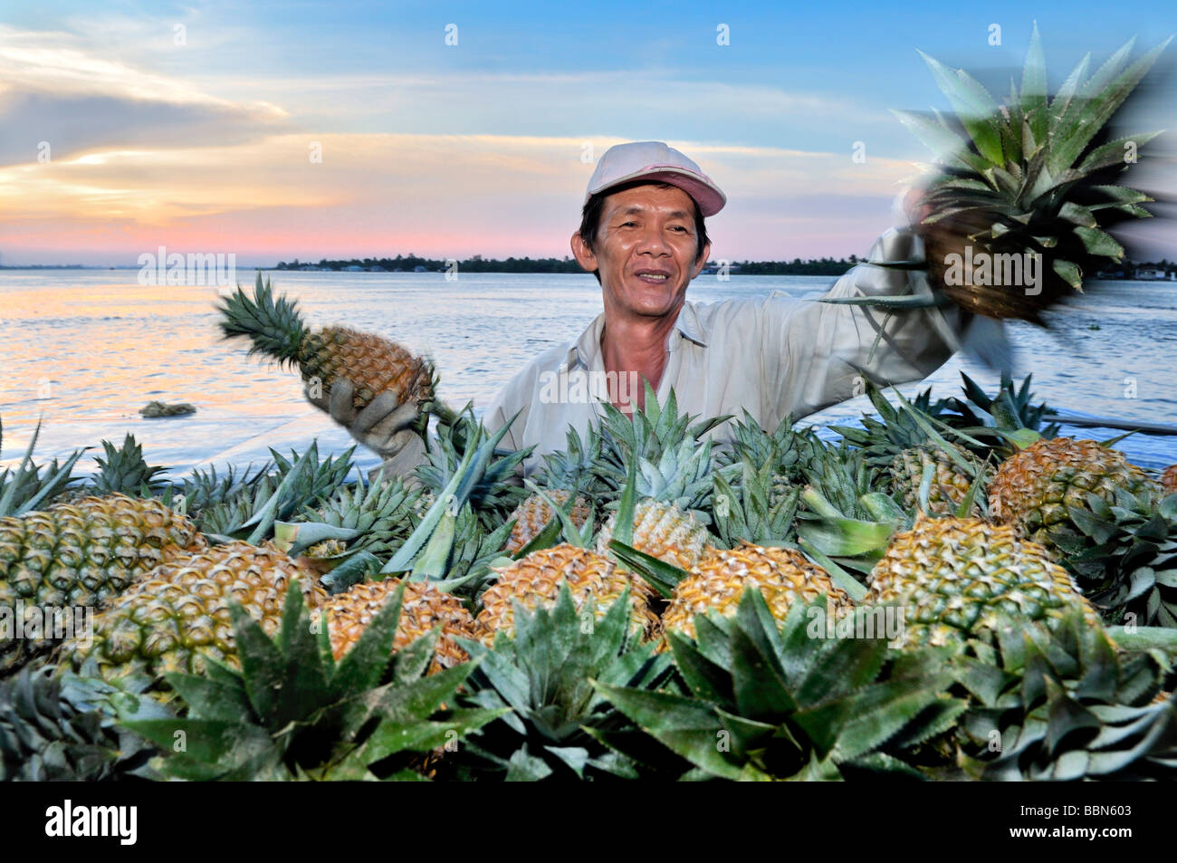 Fruiterer stacking many pineaplles on top of each other, Mekong Delta ...