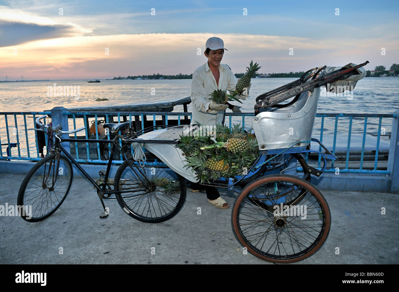 Man stacking many pineapples on the seat of a bicycle rickshaw, Mekong Delta, Vietnam, Asia Stock Photo