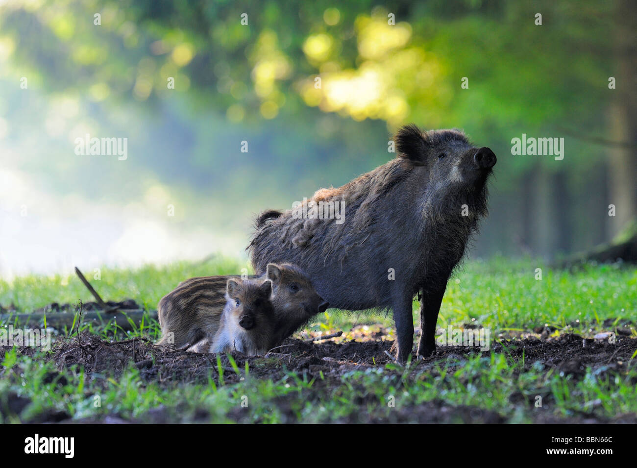 Wild boar (Sus scrofa) sow with piglets, Swabian Alb, Baden-Wuerttemberg, Germany, Europe Stock Photo