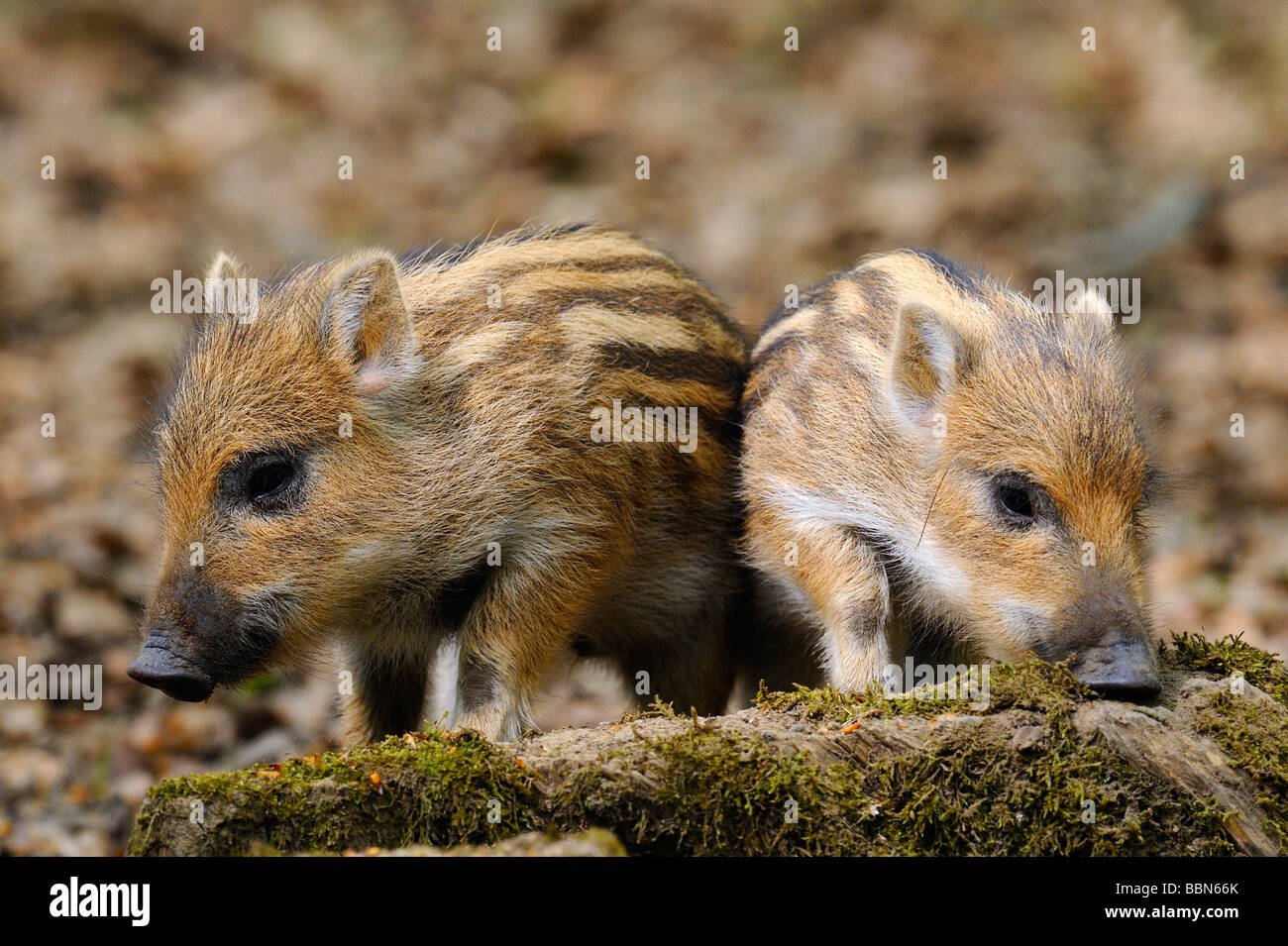 Wild boar (Sus scrofa) piglets, Swabian Alb, Baden-Wuerttemberg, Germany, Europe Stock Photo