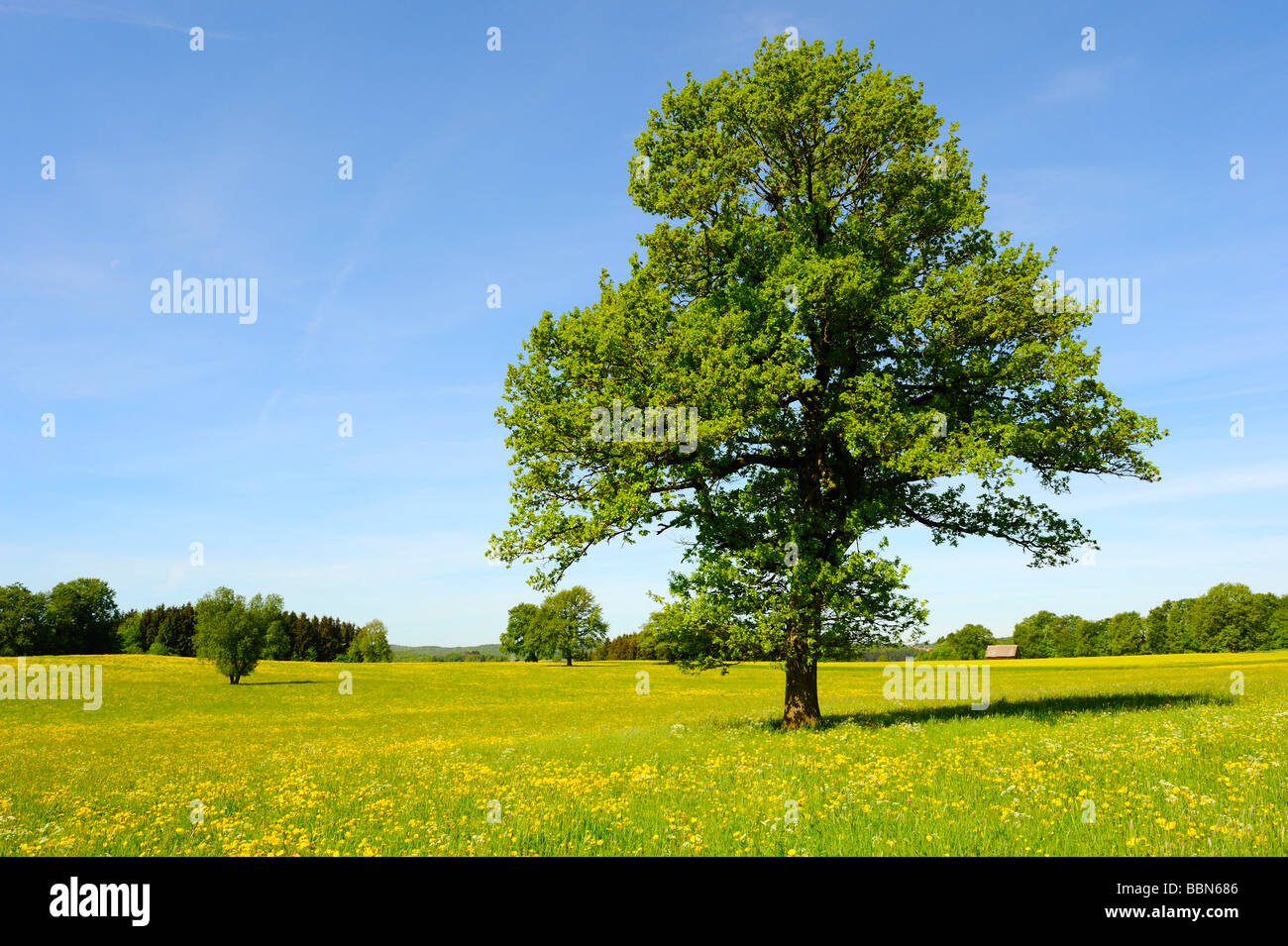 Pedunculate oak (Quercus robur) in spring, Swabian Mountains, Baden-Wuerttemberg, Germany, Europe Stock Photo
