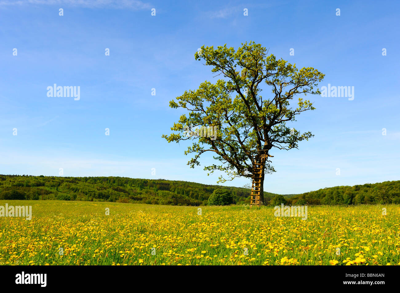 Pedunculate oak (Quercus robur) with a raised hide in spring, Swabian Mountains, Baden-Wuerttemberg, Germany, Europe Stock Photo