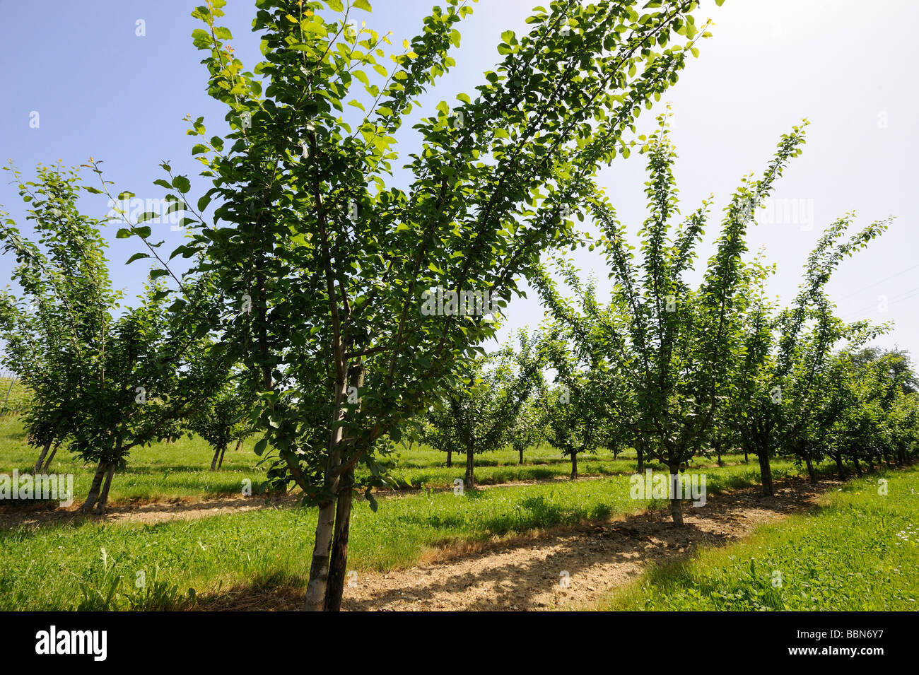 Apple trees in orchards, Hagnau on Lake Constance, Baden-Wuerttemberg, Germany, Europe Stock Photo