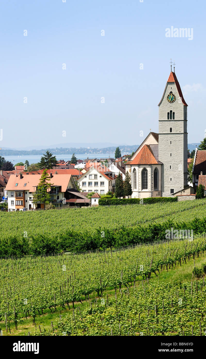 Winegrowing, vineyard in Hagnau on Lake Constance, Baden-Wuerttemberg, Germany, Europe Stock Photo