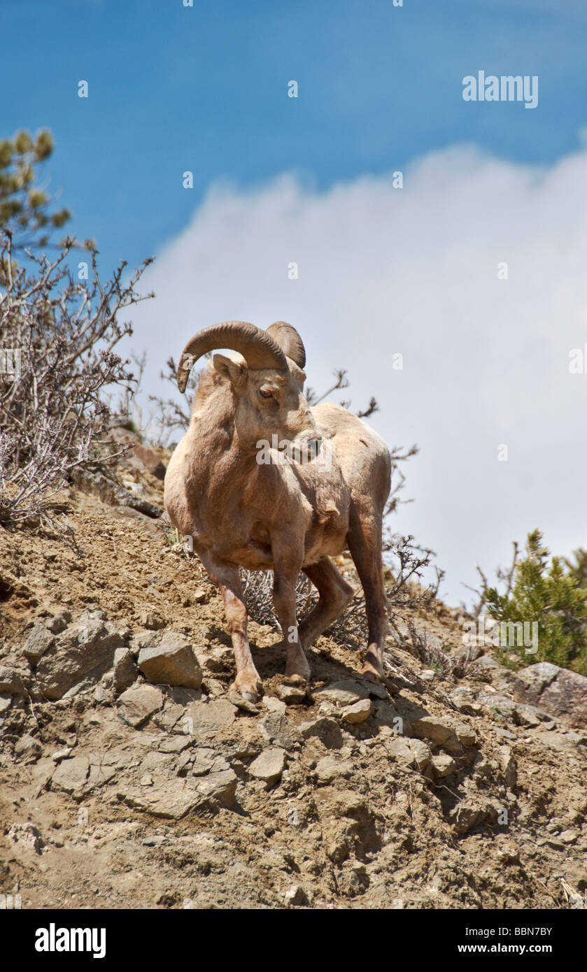 Colorado Clear Creek Canyon Rocky Mountain Bighorn Sheep Ovis canadenis ...