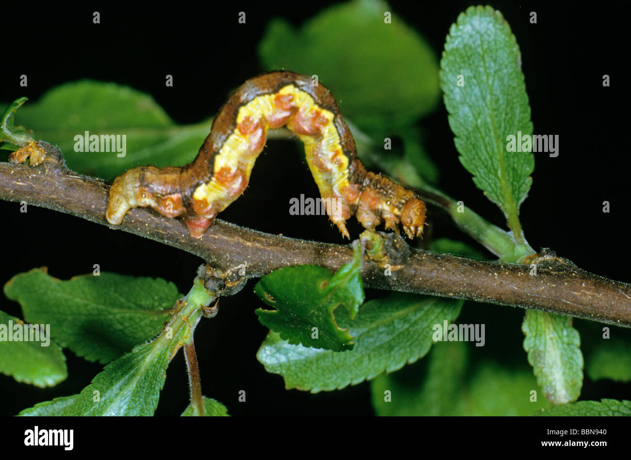 Mottled Umber (Erannis defoliaria) Stock Photo