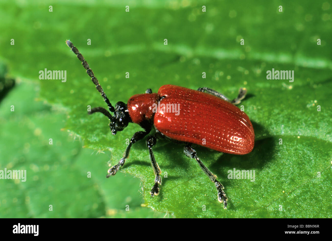 Scarlet lily beetle (Lilioceris lilii) Stock Photo