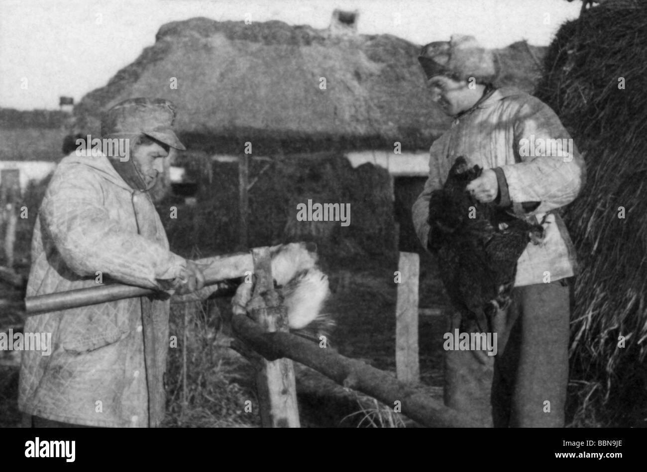 events, Second World War / WWII, Russia 1944 / 1945, German soldiers slaughtering chicken, near Britskoye, Ukraine, late January 1944, Eastern Front, historic, historical, USSR, Soviet Union, 20th century, historic, historical, winter clothes, Wehrmacht, Luftwaffe, axe, fowl, 1940s, people, Stock Photo