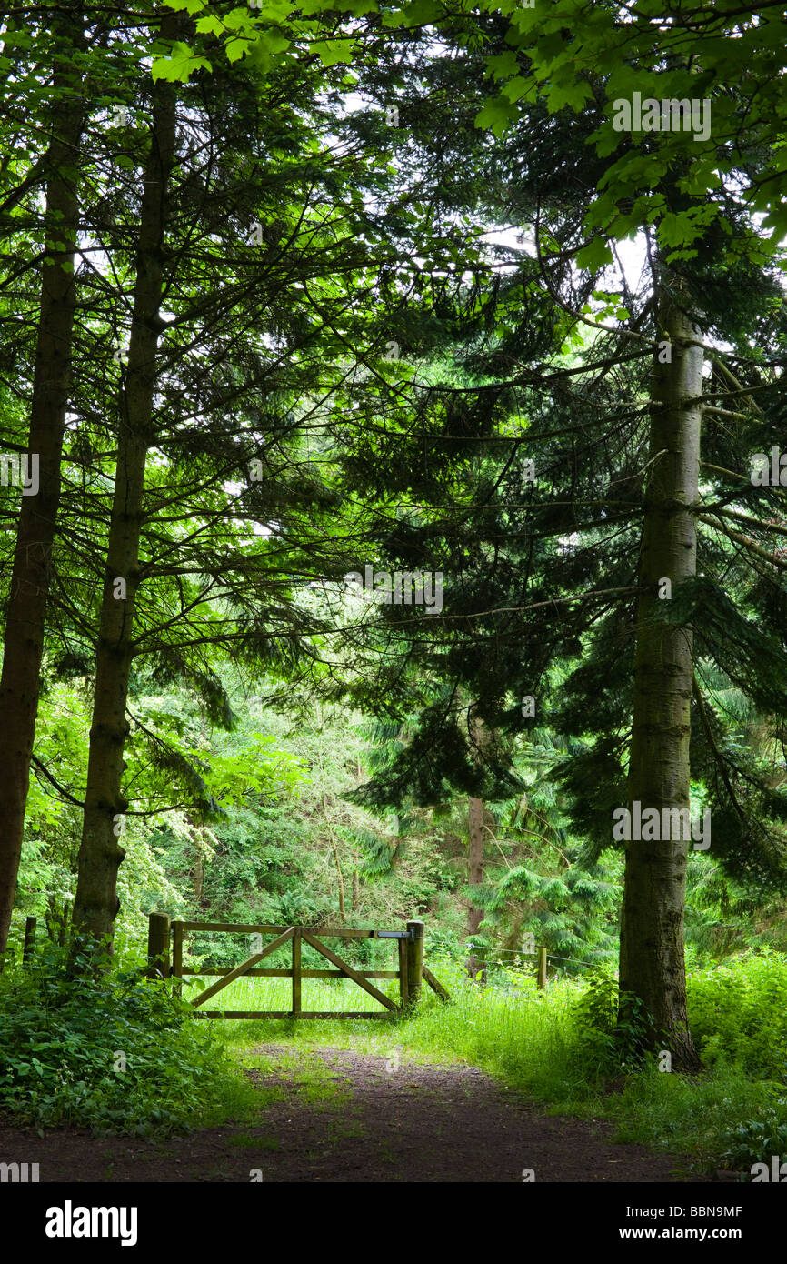 Countryside gate into a meadow framed by tall trees, near Auchinleck, Ayrshire, Scotland Stock Photo