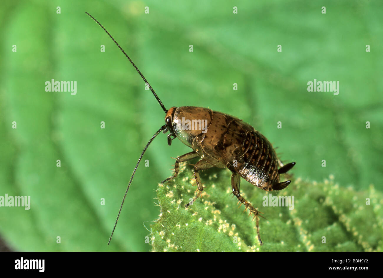 Forest Cockroach (Ectobius sylvestris) larva Stock Photo