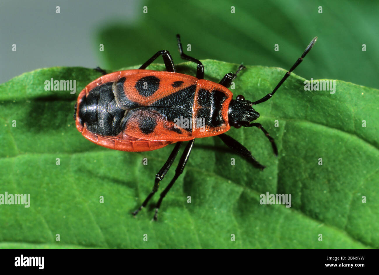 Fire bug (Pyrrhocoris apterus Stock Photo - Alamy