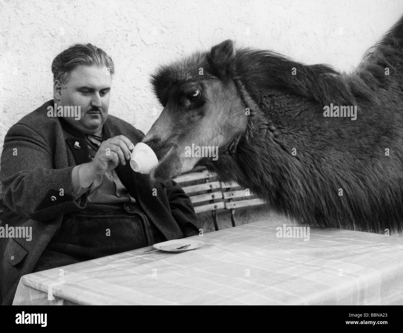 oddity, animals, driving instructor Erich Reindl from Munich with his pet camel, 1964, Stock Photo