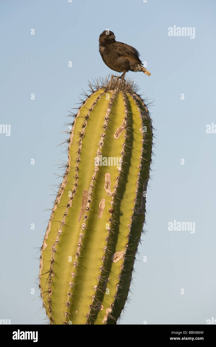 Small ground-finch (Geospiza fuliginosa) adult male perched on Candelabra Cactus (Jasminocereus thouarsii) Punta Moreno Isabela Stock Photo