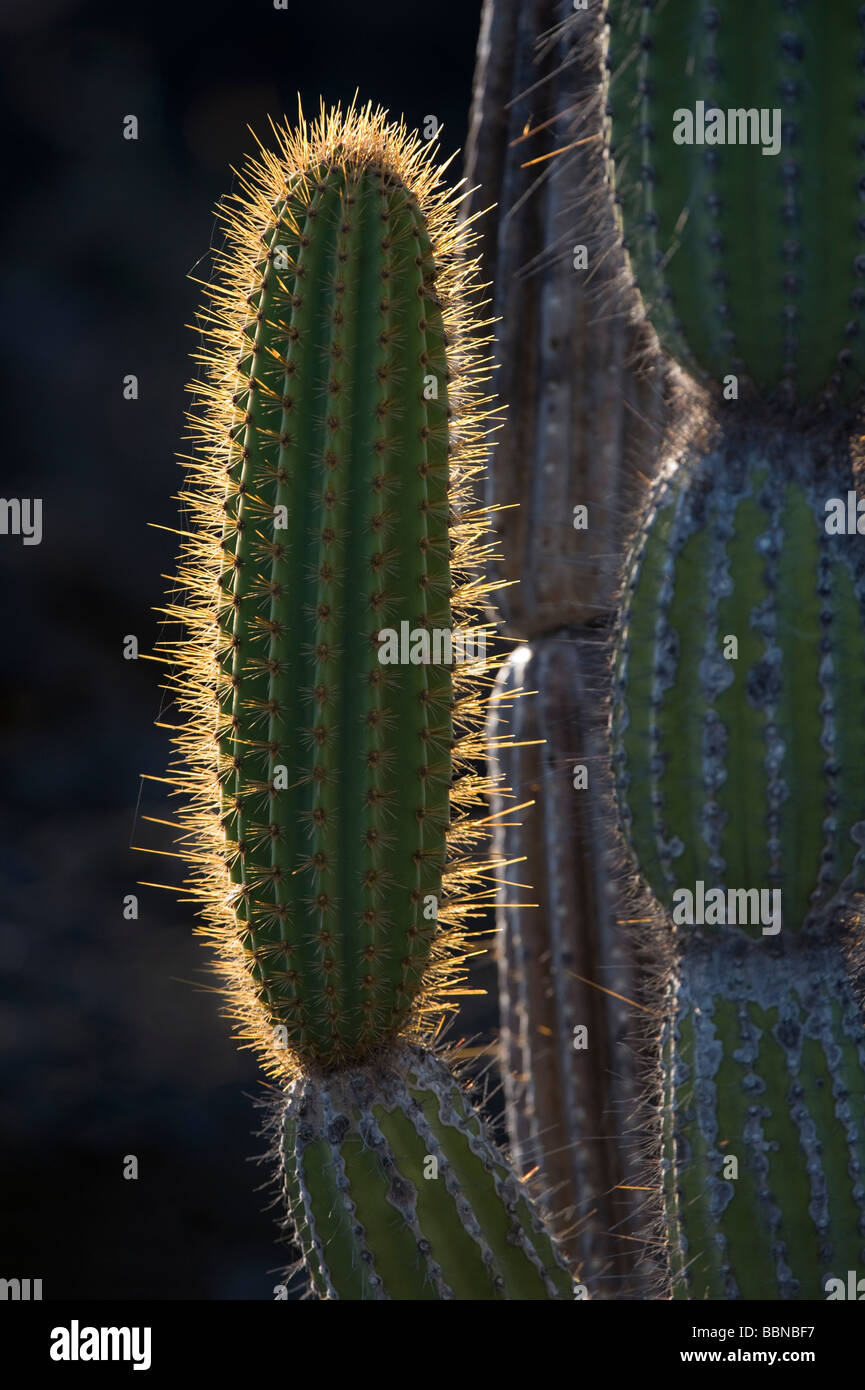 Candelabra Cactus (Jasminocereus thouarsii) Punta Moreno Isabela Island