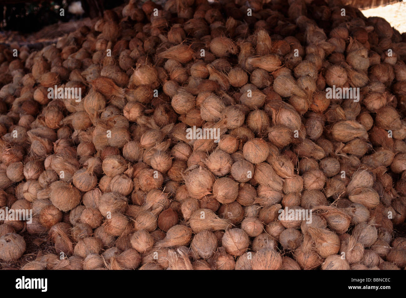 Coconuts for sale on market stall Stock Photo