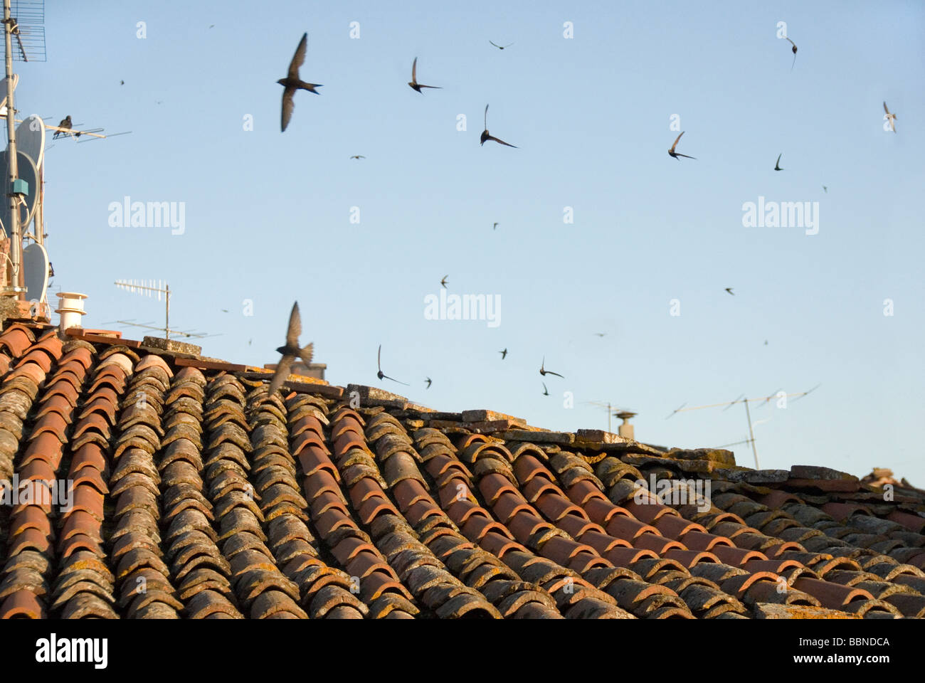 Swallows and swifts flying over rooftops in Tuscany Italy Stock Photo Alamy