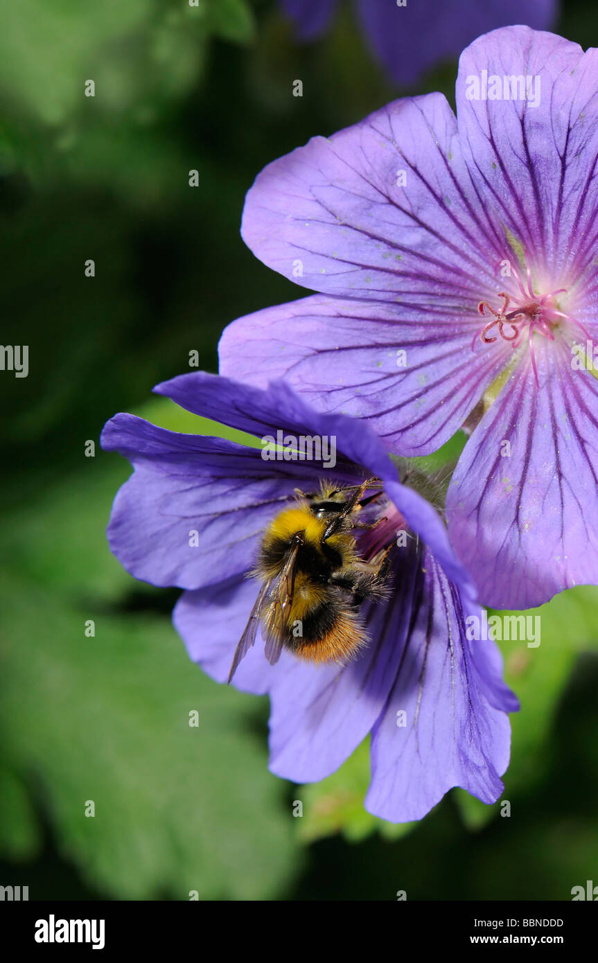 Buff-Tailed Bumble Bee Stock Photo