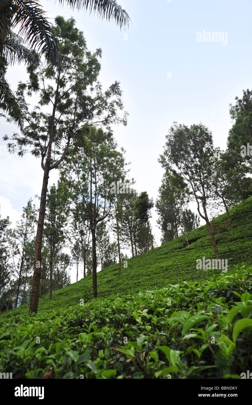 Tea plants growing on hills of a tea plantation Stock Photo Alamy