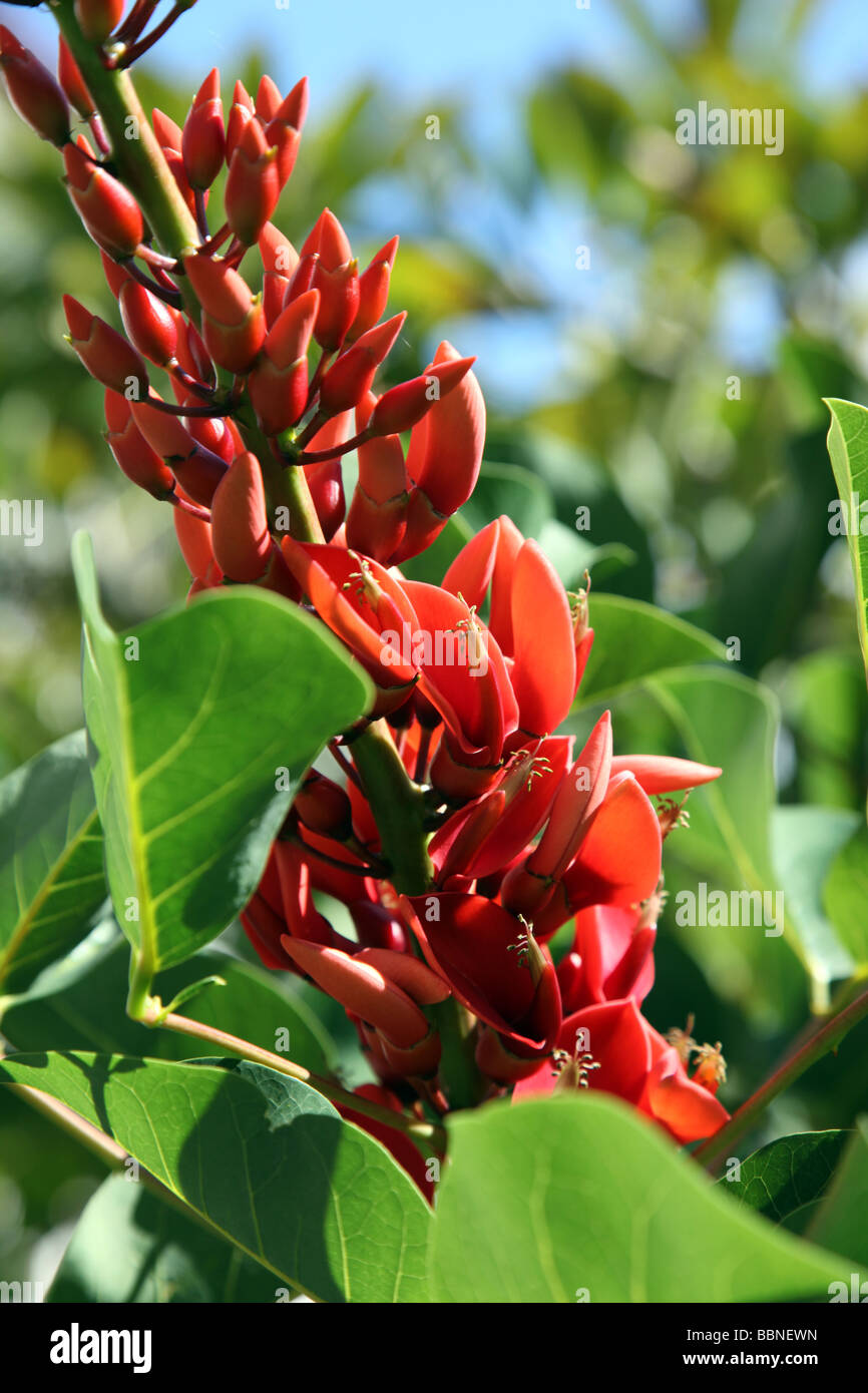 flowers of the Coral Tree Erythrina crista galli  Madeira Stock Photo