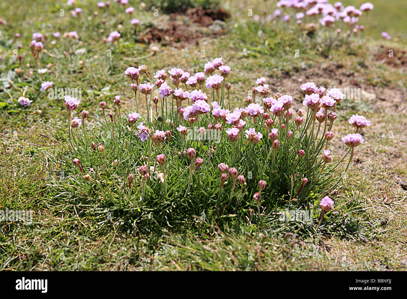 Pink flowers on the saltwater loving plant Thrift Sea Pink or Armeria