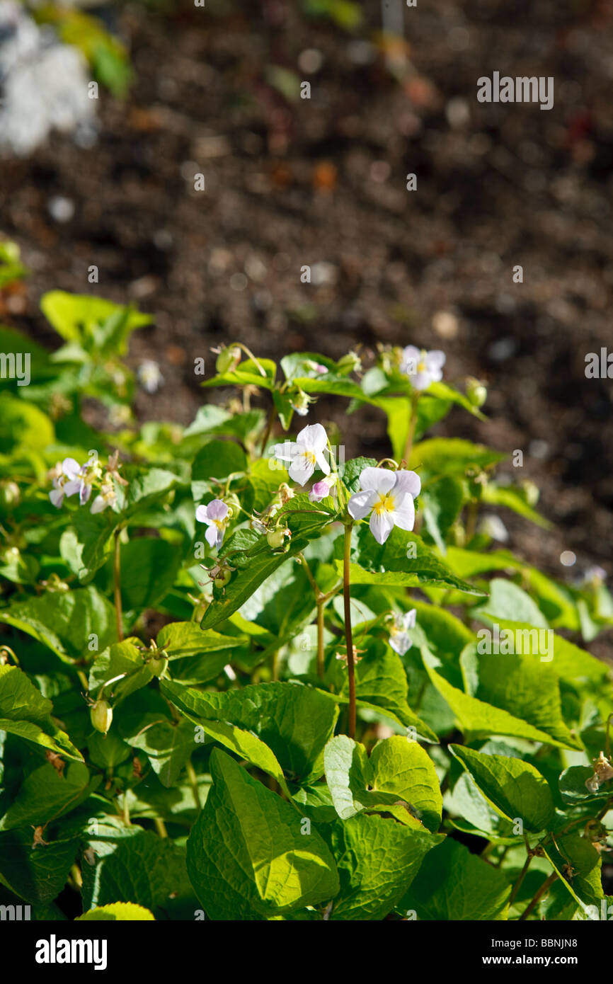 Canada Violet (Viola canadensis Stock Photo - Alamy