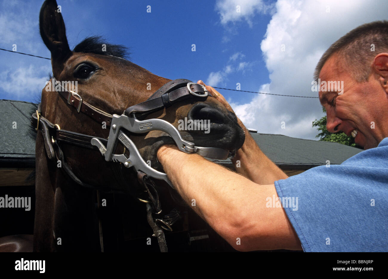 Dentistry being performed on a horse Stock Photo Alamy